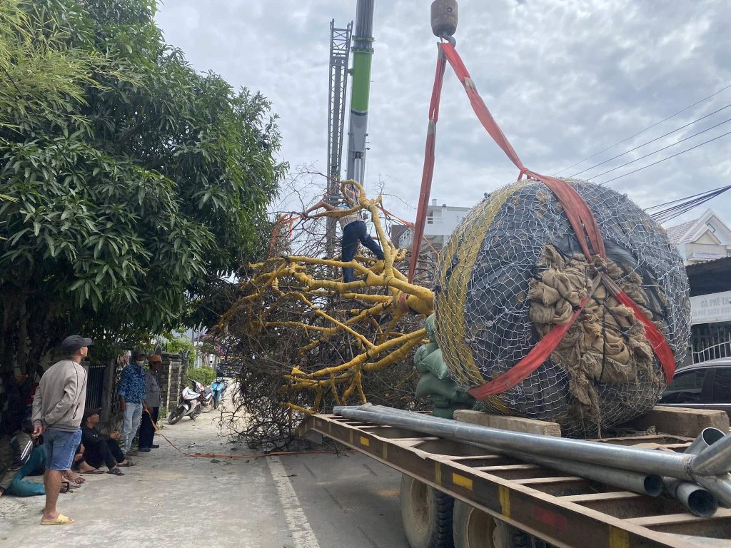 cho thue xe cau ninh thuan 5