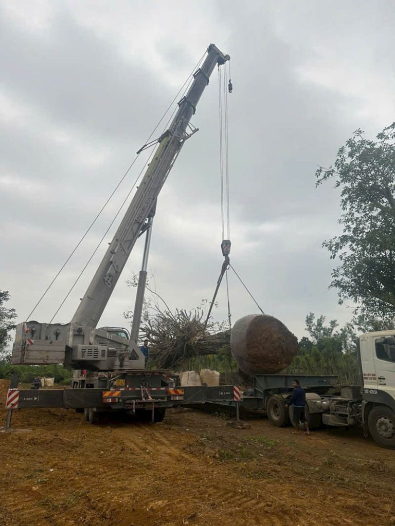 cho thue xe cau tai long an gia re 2