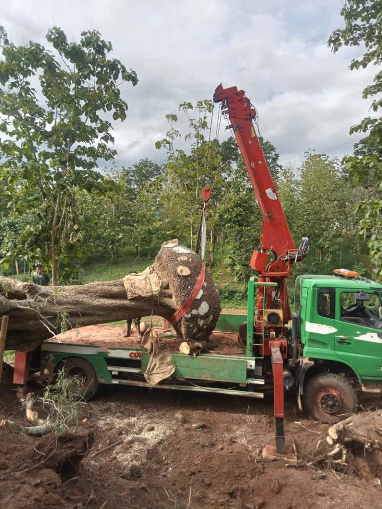 cho thue xe cau tai long an gia re 4